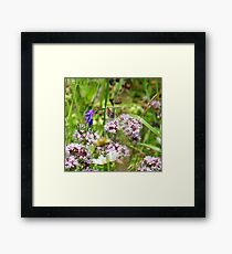 Northern brown Argus butterfly Framed Print