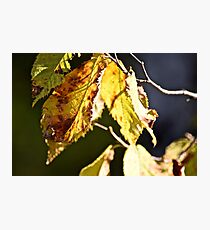 Still on the branch Photographic Print