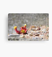 Succulent Plants Canvas Print
