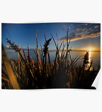 Reeds Poster