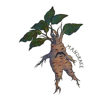 Botany Oversized TShirt Mandrake Herbal Tee Boho Witchy 