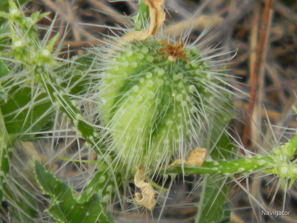 "Bull Nettle Nettles" by Navigator Redbubble