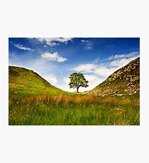 Sycamore Gap on Hadrian's Wall Photographic Print