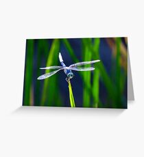 Blue Skimmer Greeting Card