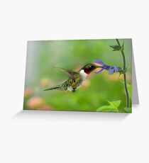 The humingbird Greeting Card