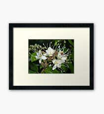 Blossoms Of A Jungle Tree - Flores De Un Arbol De La Selva Framed Print