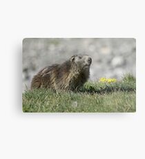 Boss of the marmots Metal Print