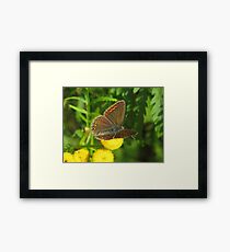 Brown Argus Framed Print