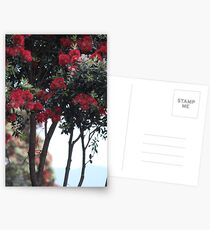 Pohutakawa Flowers, New Zealand Postcards