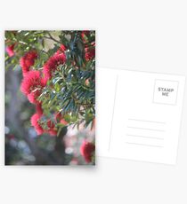 Pohutakawa Flowers, New Zealand Postcards