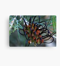 Grevillea calliantha Canvas Print