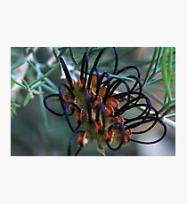 Grevillea calliantha Photographic Print