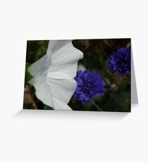 Colour Blooms Greeting Card