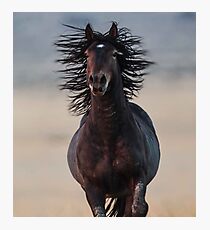 Bad Hair Day Photographic Print
