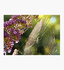 Buddleja and Web Photographic Print