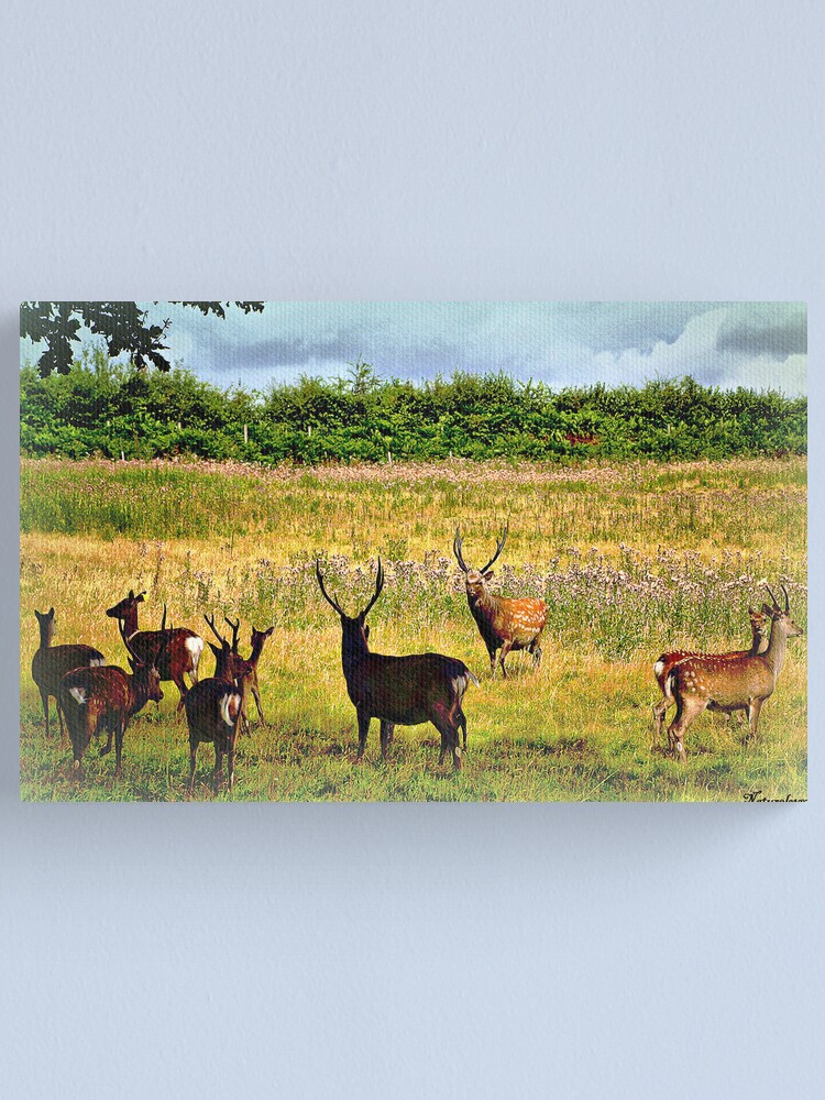 book where the deer and the antelope play book where the deer and the antelope play