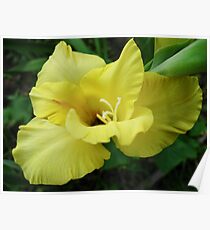 a beautiful flower of gladiolus Poster
