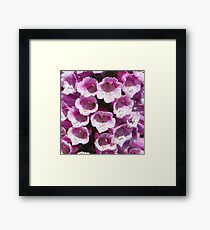 Close up in Nature Framed Print