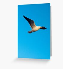 Pacific Gull Greeting Card