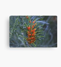 Grevillea stenomera Canvas Print