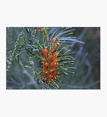 Grevillea stenomera Photographic Print