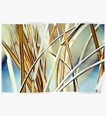 Reeds Poster