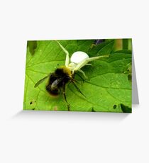 Dorsata Hummel Hunting Victims Spider Nature Greeting Card