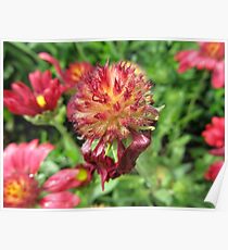 Plant Flower Nature Garden Plant -flowered Poster