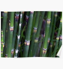 Scouring Rush Horsetail Plant Nature Green Poster