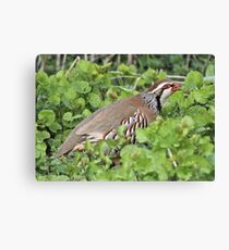A Game Bird Canvas Print