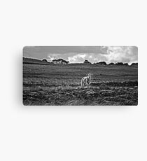Little lost sheep Canvas Print