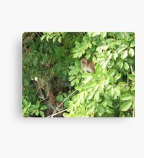 Island Monkey Canvas Print