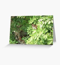 Island Monkey Greeting Card