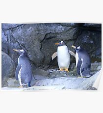 Penguins Poster