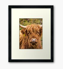Cheeky Highland Cow Framed Print