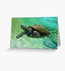 "Pig-nosed Turtle " by Carter L. Shepard Greeting Card