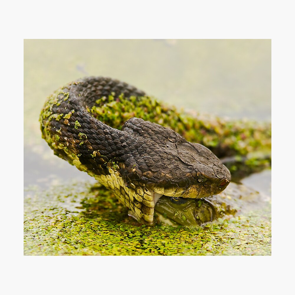 "Water Moccasin (Agkistrodon piscivorus) Eating a Bullfrog, 3 of 4