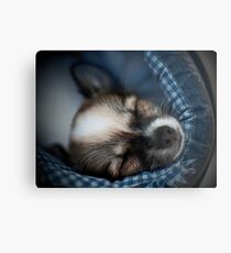 SHELDON Metal Print