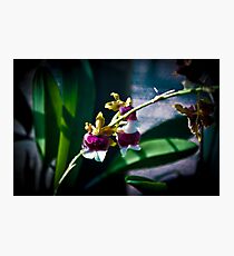 Tiny Flowers Photographic Print