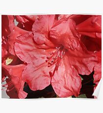 Flowers Poster