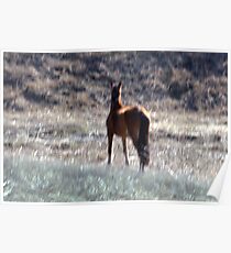 Horse Poster