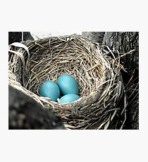Robins Egg Blue Photographic Print