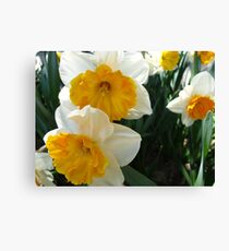 April Daffodils Canvas Print