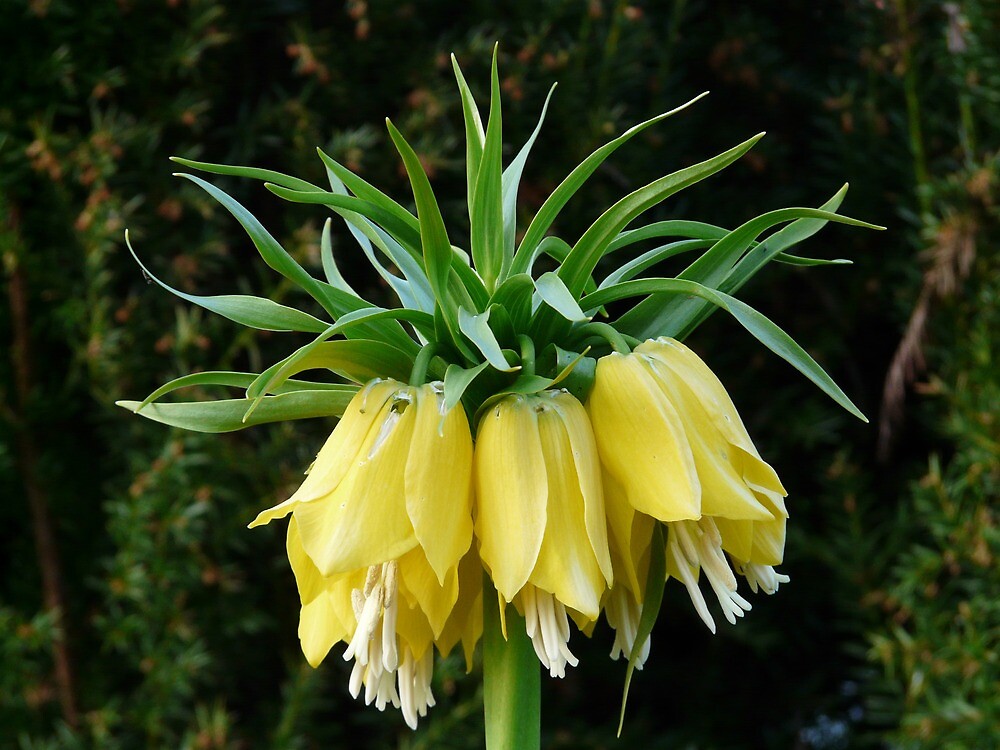Crown Imperial Flower Fritillaria imperialis �Aurora