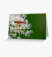 Soldier Beetle Greeting Card