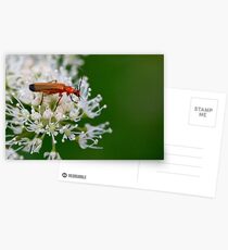 Soldier Beetle Postcards