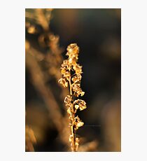 Light flower 2 Photographic Print