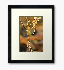 A grassy sunset 3 Framed Print