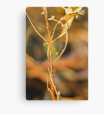 A grassy sunset 3 Canvas Print