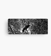 Crowing in b/w Canvas Print